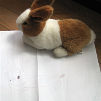モデルはうさぎ
