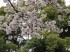 上野公園の桜
