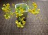 1週間以上目を楽しませてくれた自生の菜の花