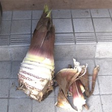 立派な竹の子