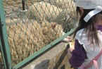 必死の羊くん