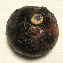 丸焦げの紫玉ねぎ
