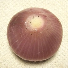 焦げた皮を剥いた紫玉ねぎ