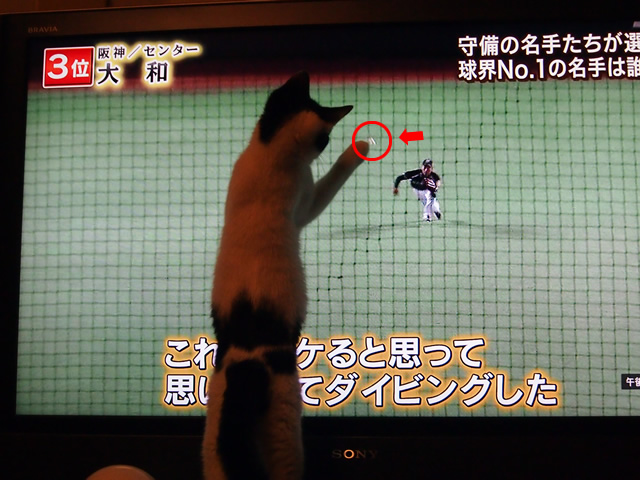 テレビを楽しむ