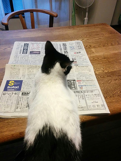 新聞を読むぐーちょ