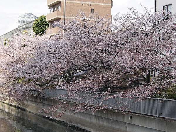 桜が満開の道を歩いて